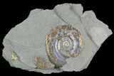 Iridescent Ammonite (Psiloceras) - England #130443-1